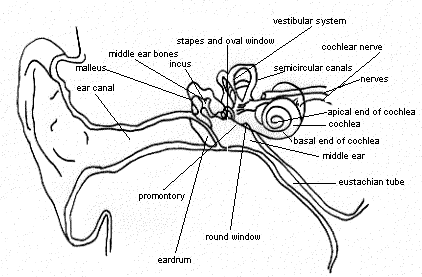 The Ear The Ear